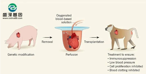 醫學怪病奇美拉現象:親自生未必是親生?你身體還住著另一個人? 醫學怪病奇美拉現象:親自生未必是親生?你身體還住著另一個人?