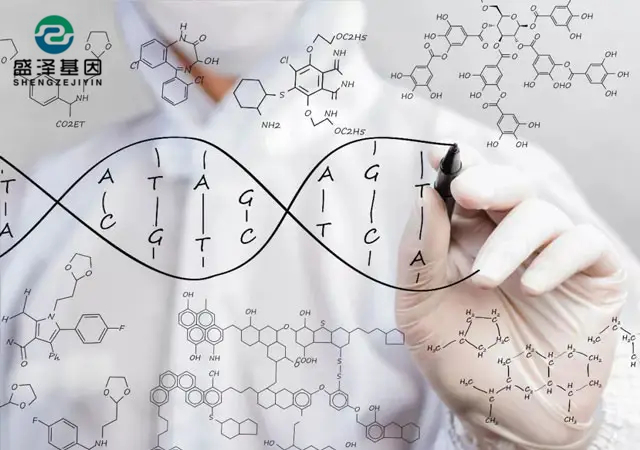 親子鑒定位點(diǎn)檢測結(jié)果是如何得出來的？（DNA提取物、基因擴(kuò)增儀）