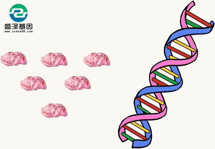 吃過的口香糖上面粘的口腔黏膜細(xì)胞能用來做親子鑒定