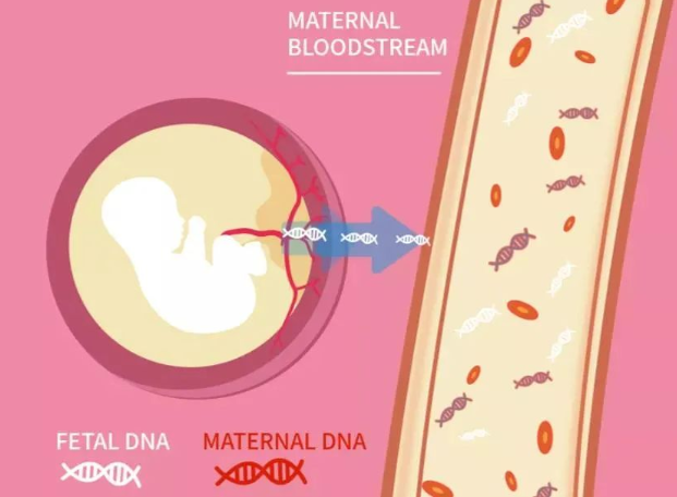 孩子出生前與出生后做親子鑒定檢測堿基有什么不同？