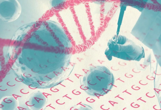 掉落的毛囊毛發可以拿去做染色體親子鑒定嗎？