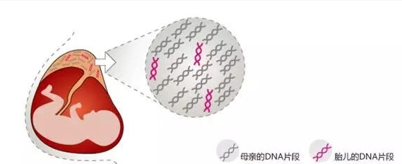 無創(chuàng)胎兒親子鑒定準(zhǔn)確率是多少？關(guān)于無創(chuàng)胎兒親子鑒定檢測(cè)技術(shù)