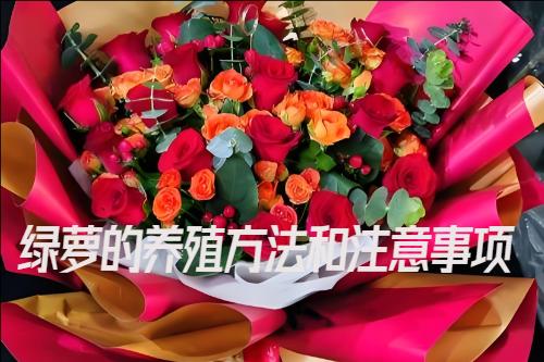 綠蘿的養殖方法和注意事項